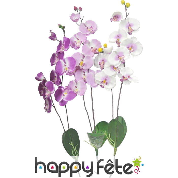 Fausse orchidees