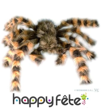 Tarantule flexible poilue