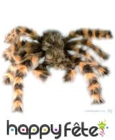 Tarantule flexible poilue