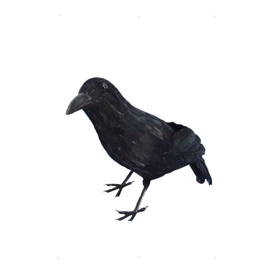 Shop crow